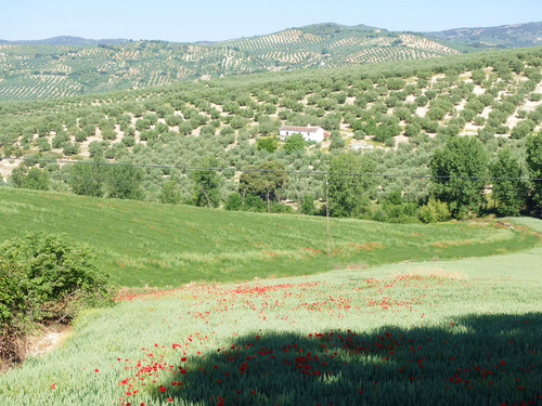 On the road to Montefrío.